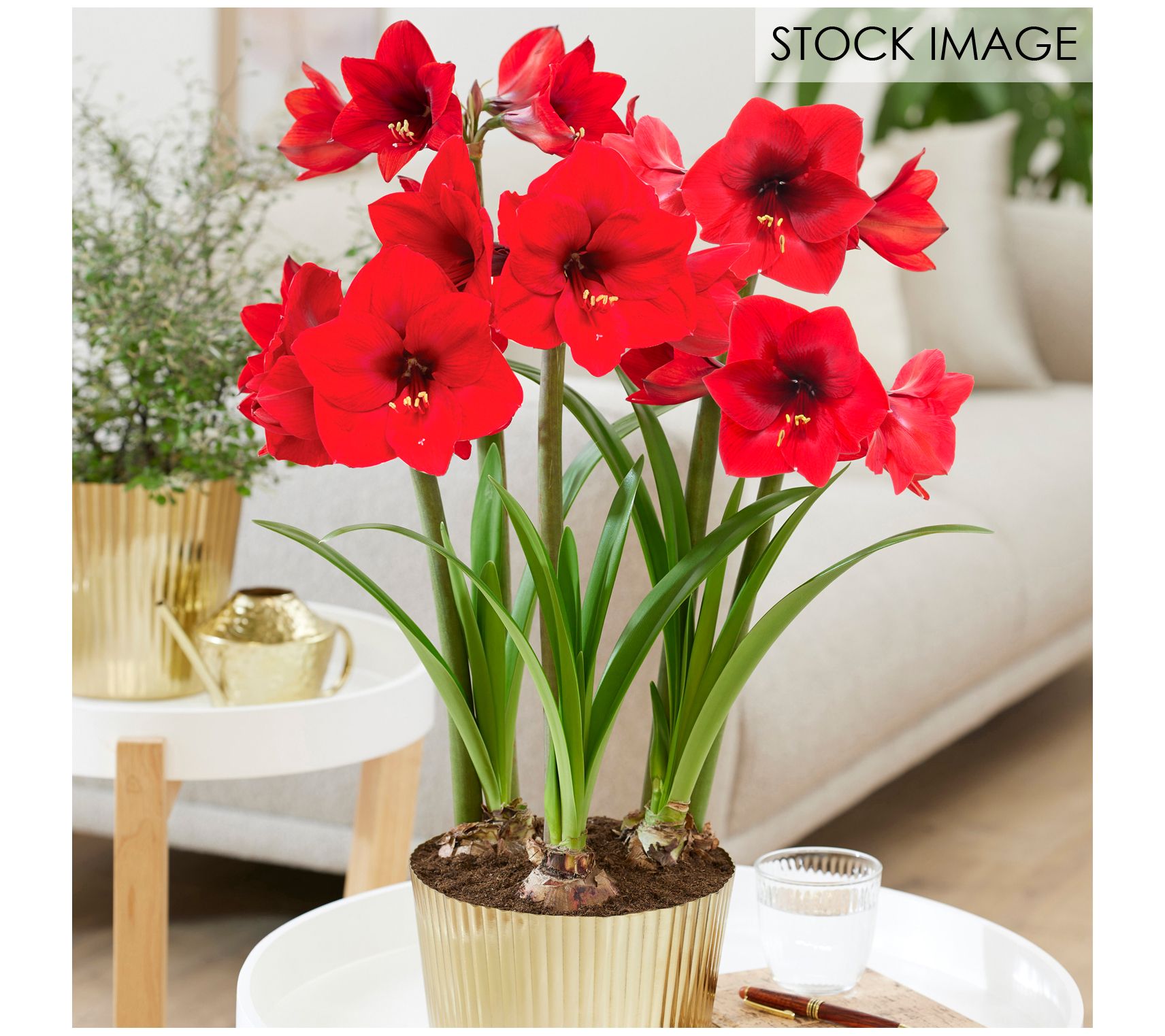 Van Zyverden Amaryllis Kit Red Lion with Large Fluted Planter