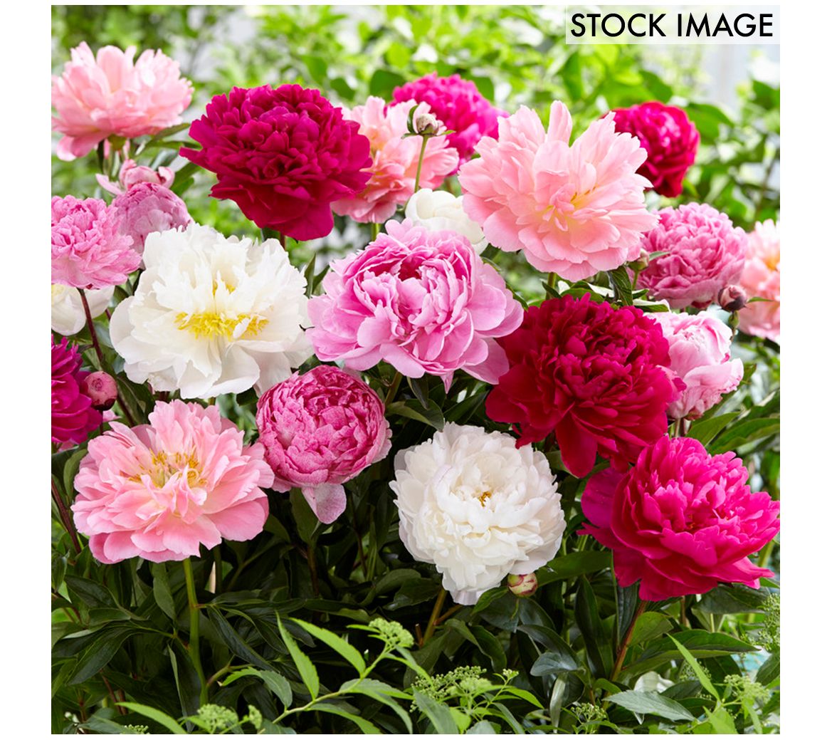 Van Zyverden Peonies Mammoth Sized Roots BlendSet of 3 Bulbs