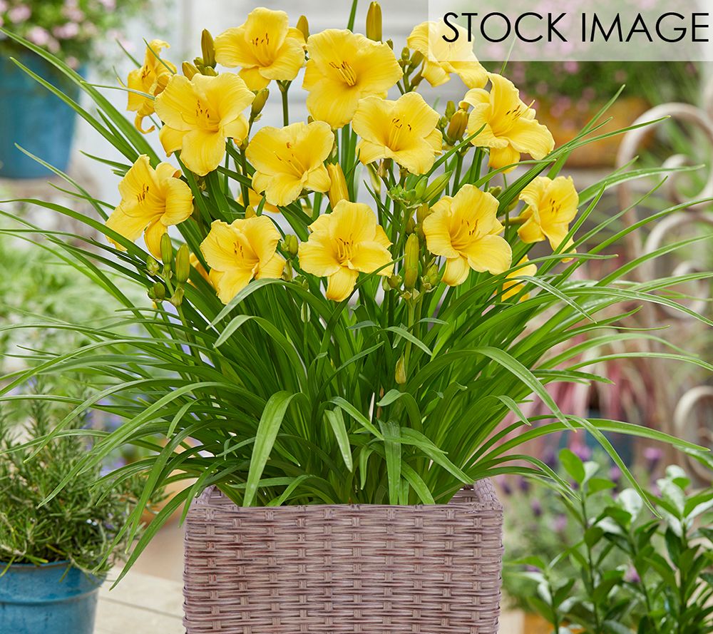 Van Zyverden Day Lily Patio Kit With DecorativeRattan Planter - QVC.com