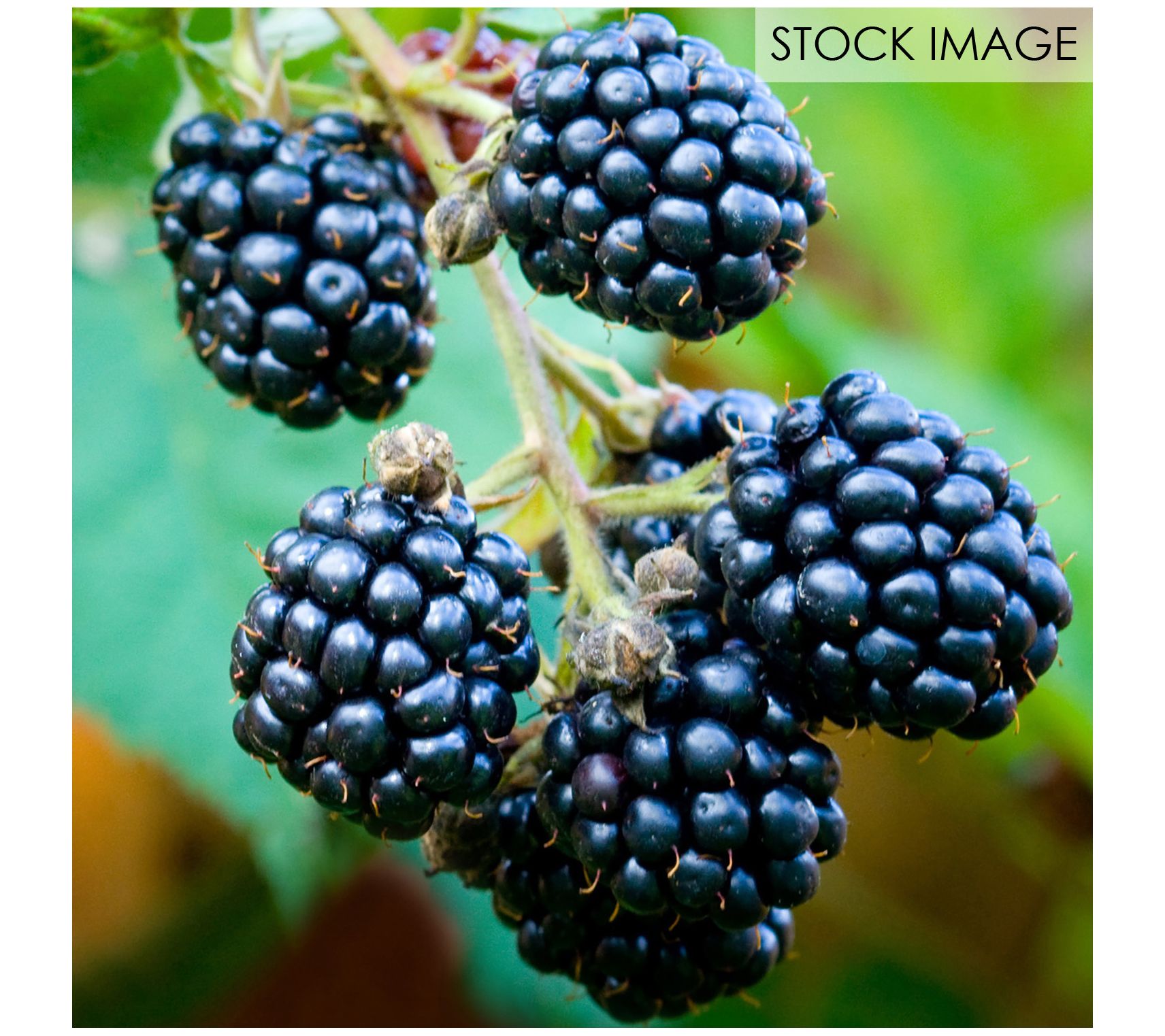 Van Zyverden Blackberry Thornless Triple Crown Set of 1 Plant