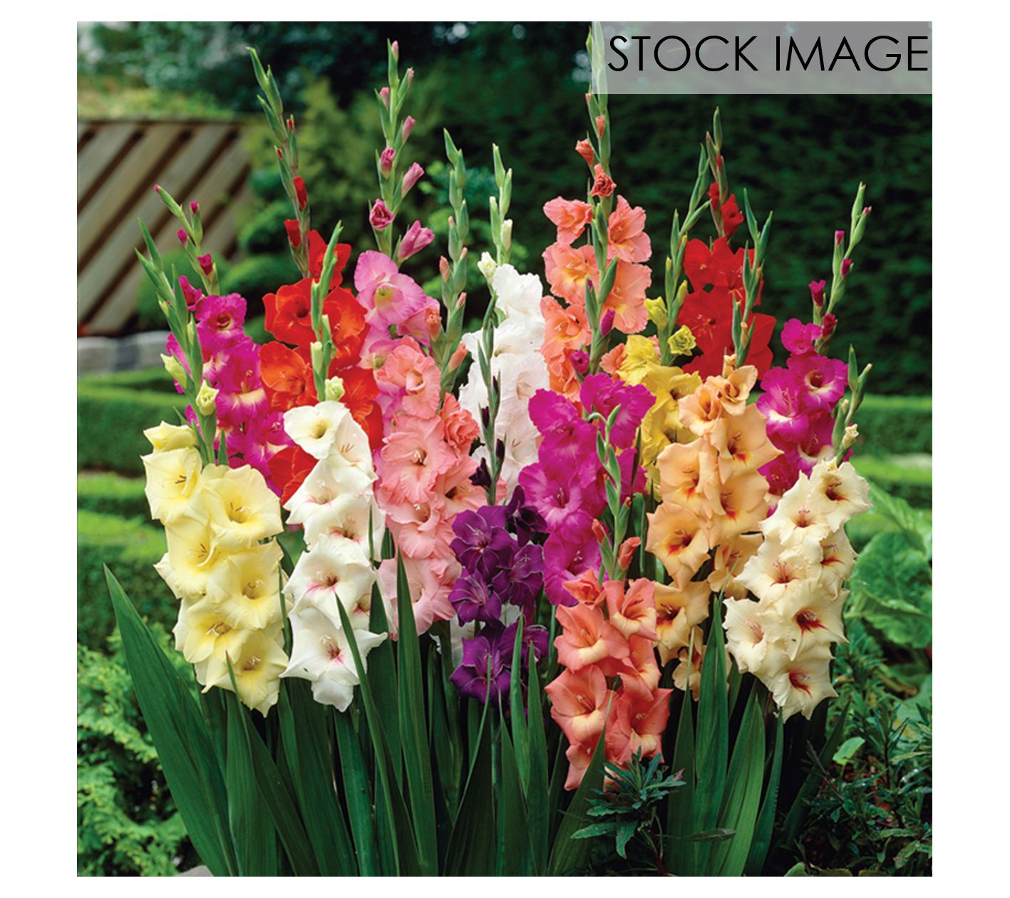 Van Zyverden Gladiolus Large Rainbow Mixed Setof 12 Bulbs