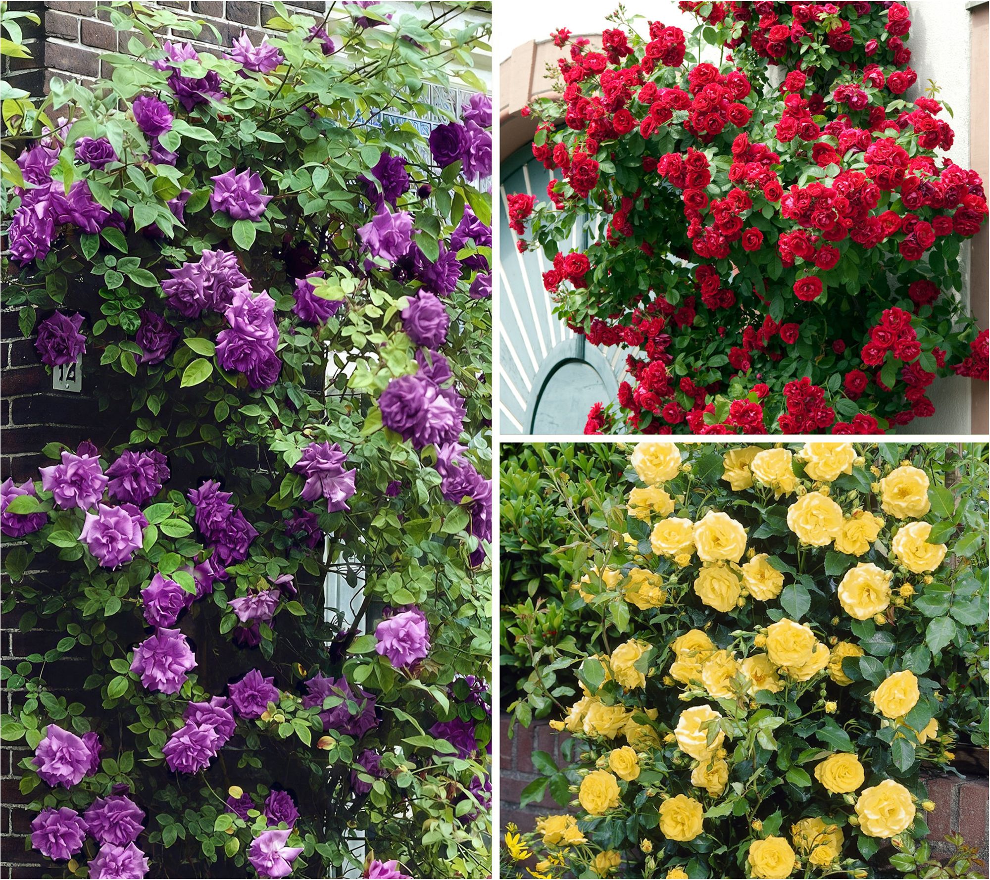 Cottage Farms 3pc Climbing Unique Rose Trio