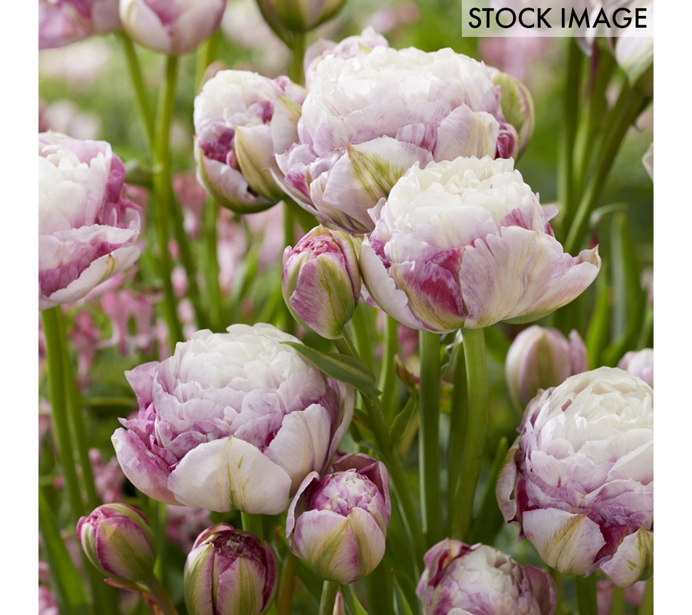 Van Zyverden Tulips Double Surprise Set of 12 Bulbs