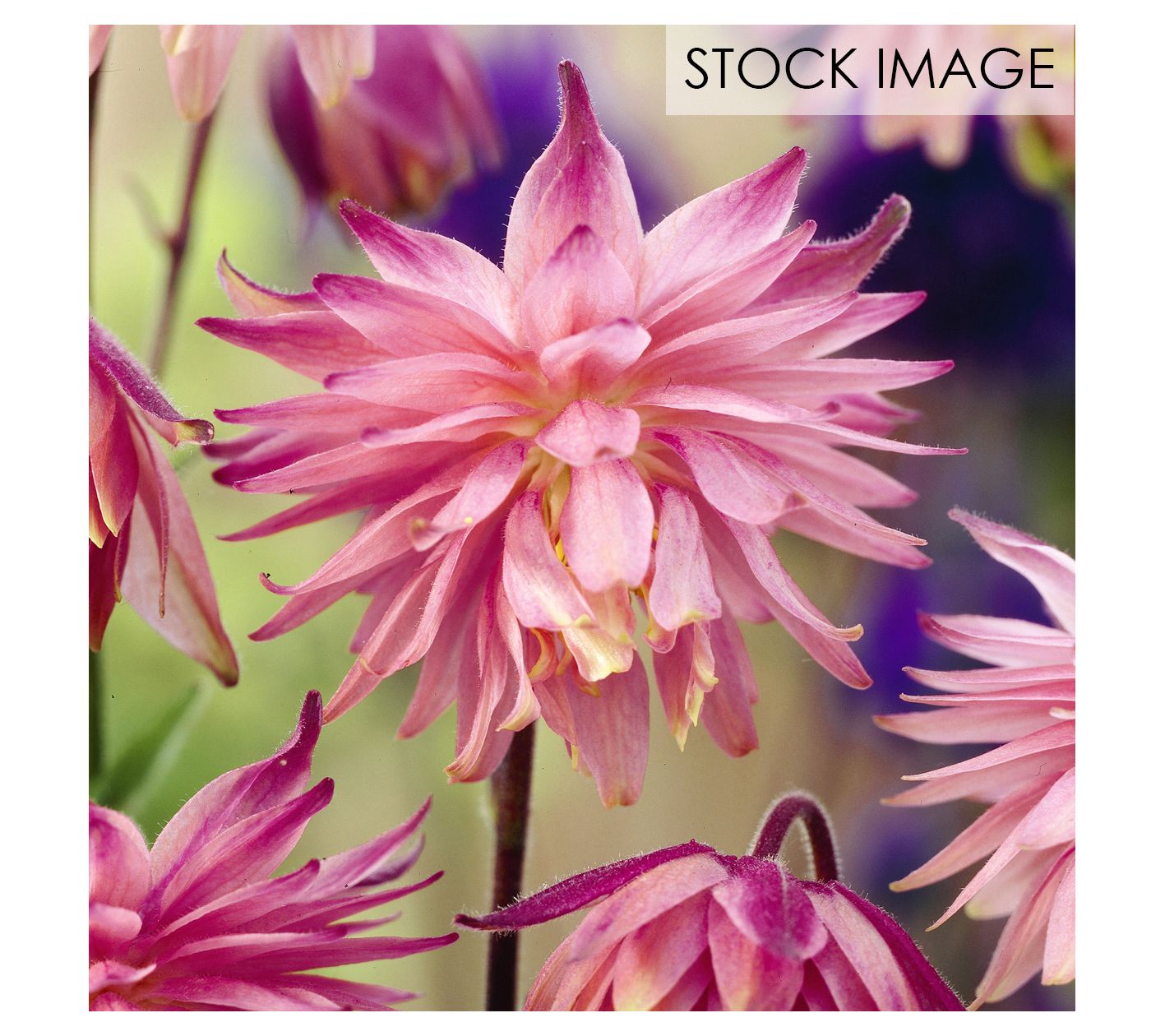 Van Zyverden Aquilegia Columbine Pink Barlow Set of 5 Roots