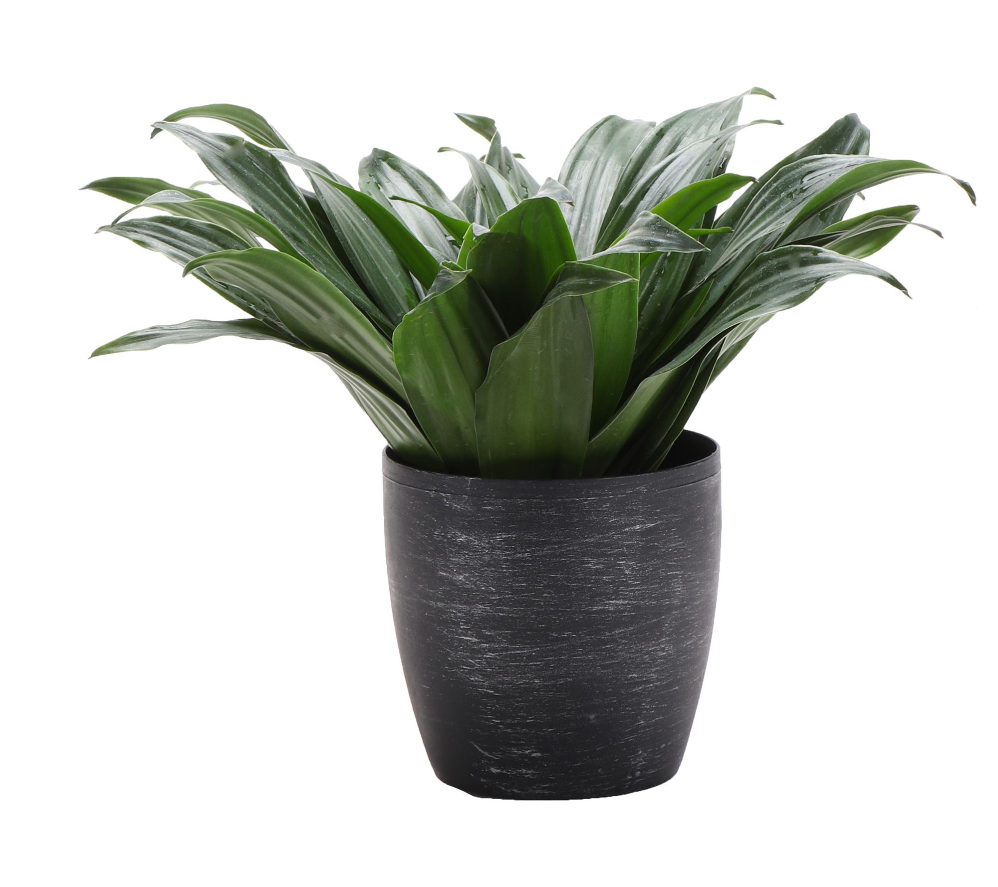 Thorsen's Green house Live 4" J anet Craig Plan t in Classic Po