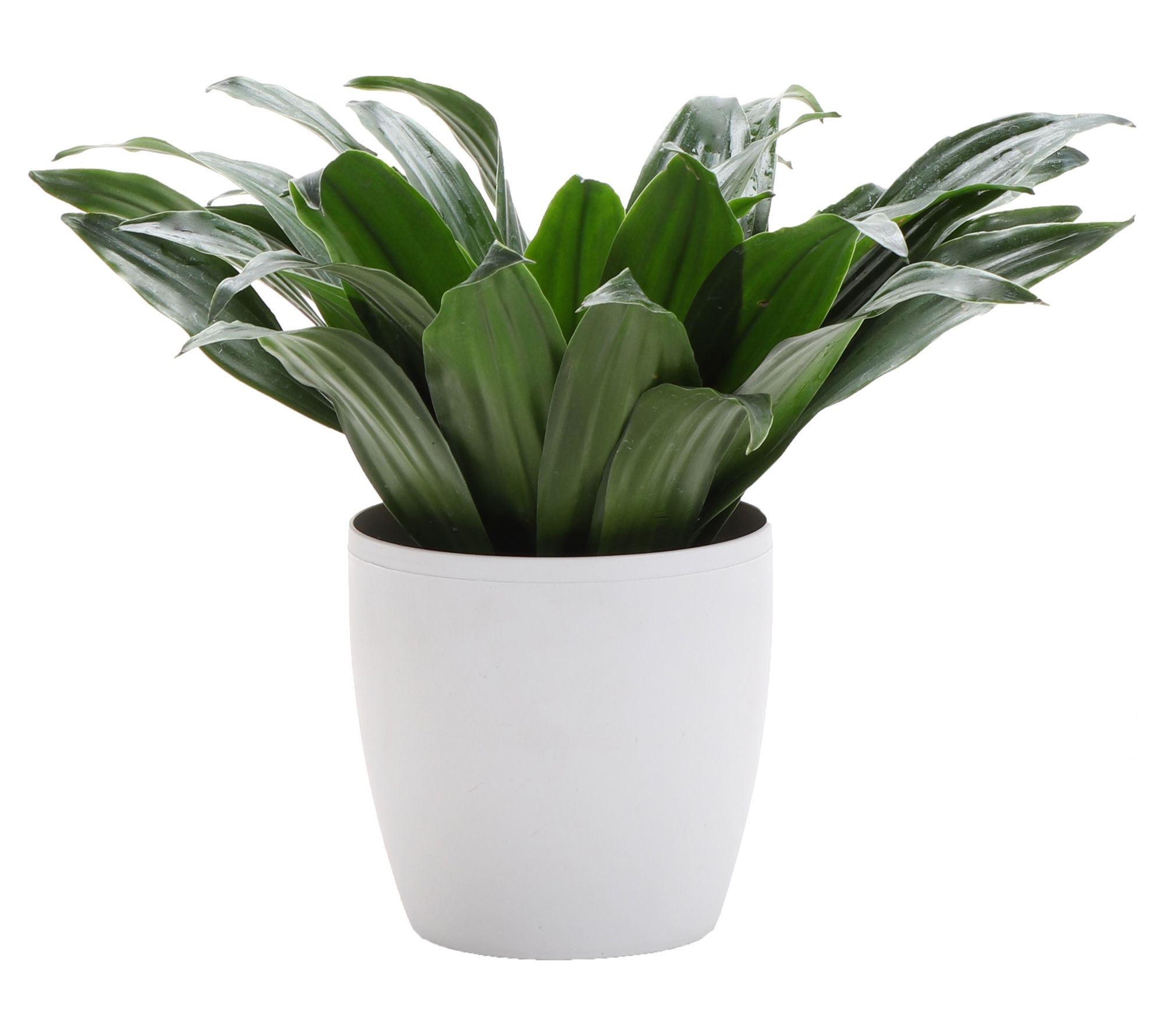 Thorsen's Green house Live 4" J anet Craig Plan t in Classic Po