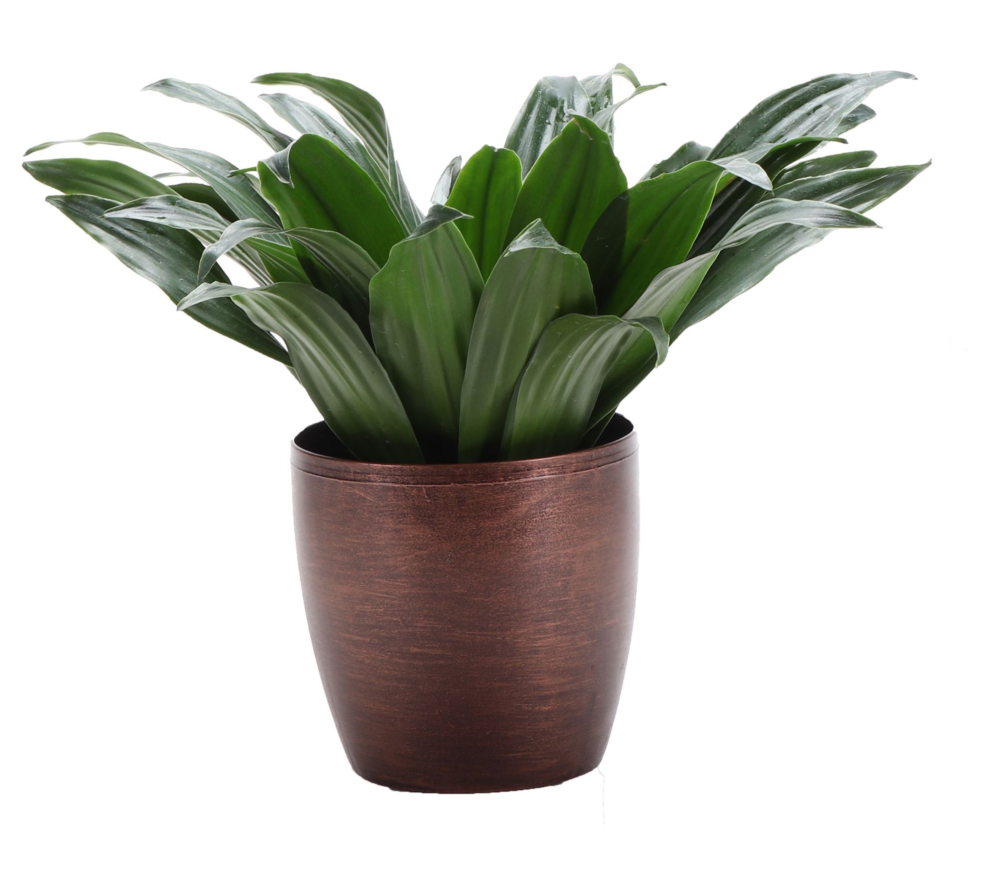 Thorsen's Green house Live 4" J anet Craig Plan t in Classic Po