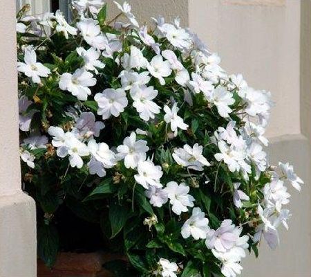 Cottage Farms 6-Piece White Lites SunPatiens