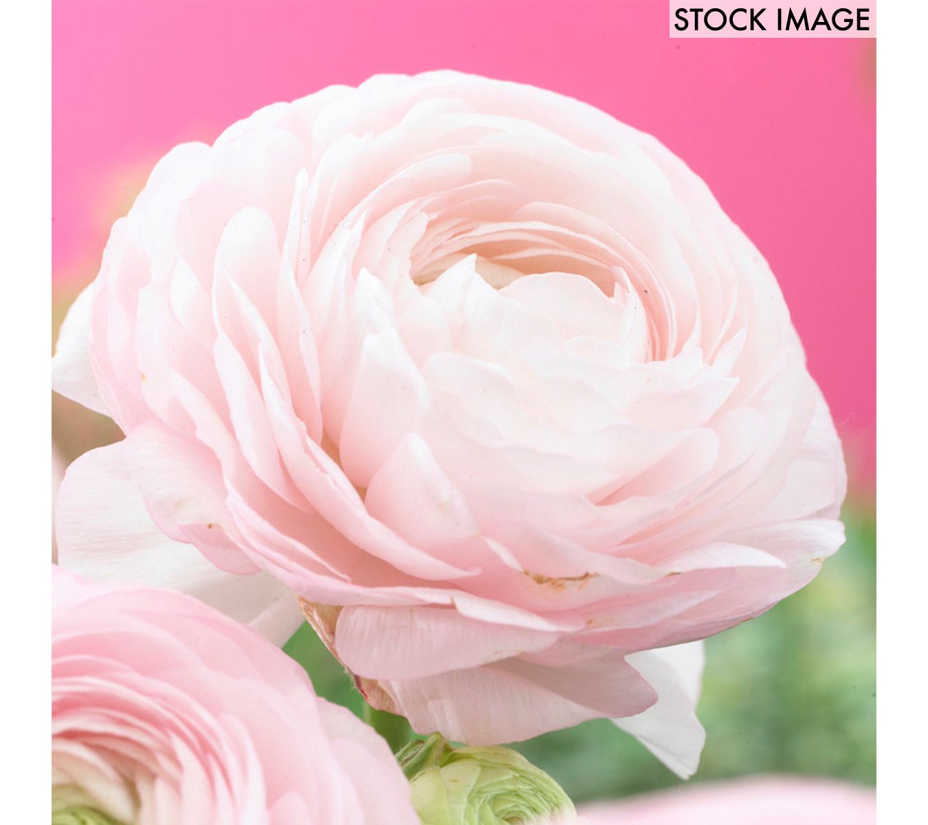 Van Zyverden Butter Cups Ranunculus Double Pink25 Bulbs