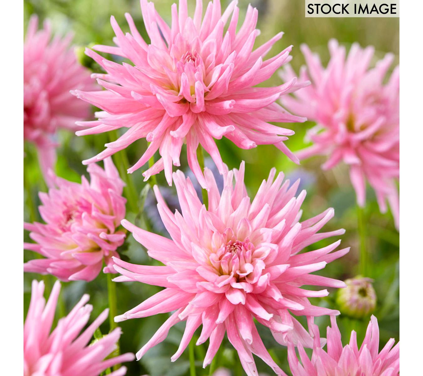Van Zyverden Dahlias Mother's Day Pink Set of 7Bulbs