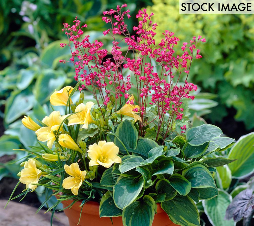 Van Zyverden Perennial Patio Container Collection 3 Roots