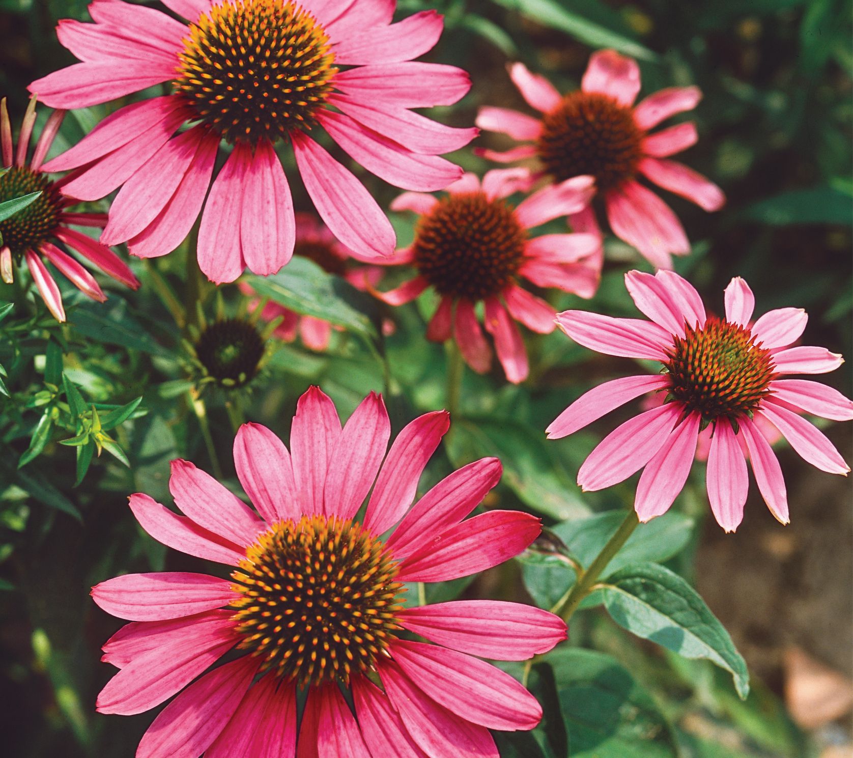 Roberta's 3-pc Butterfly Hybrids Coneflower Mix - QVC.com