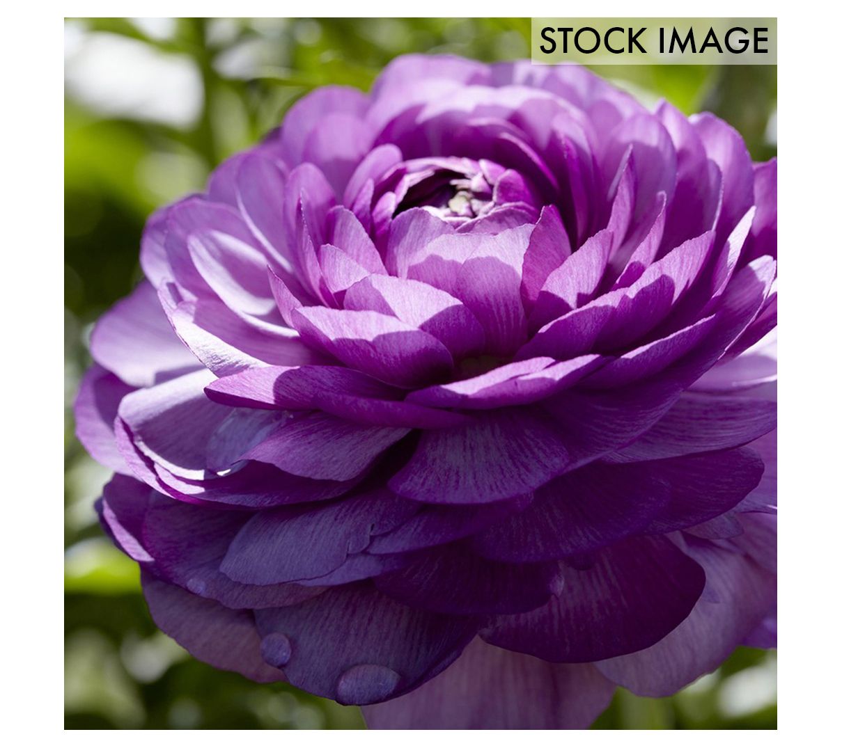 Van Zyverden Butter Cups Ranunculus Double Purple 7 Bulbs