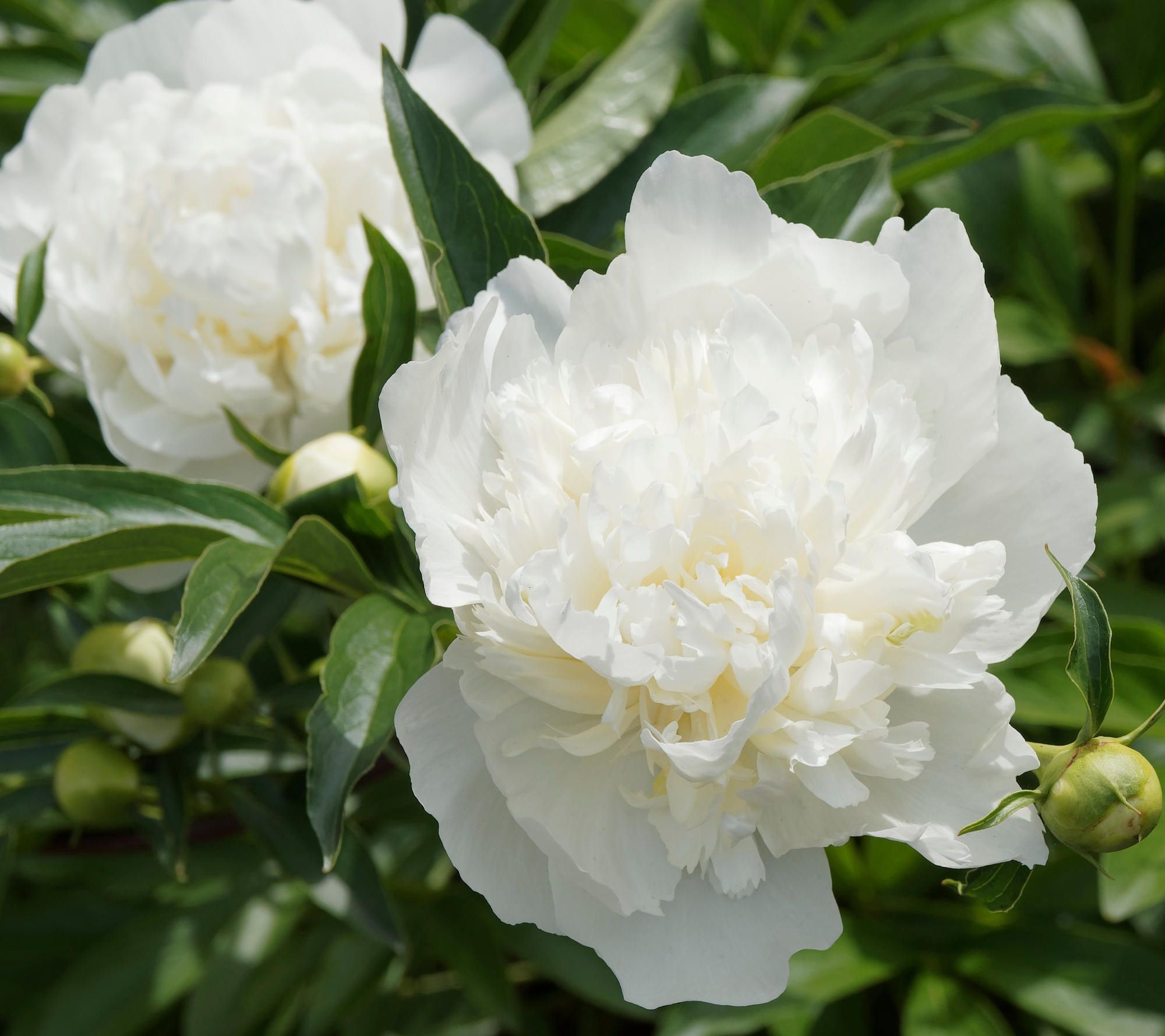 Cottage Farms Duchesse de Nemours Peony