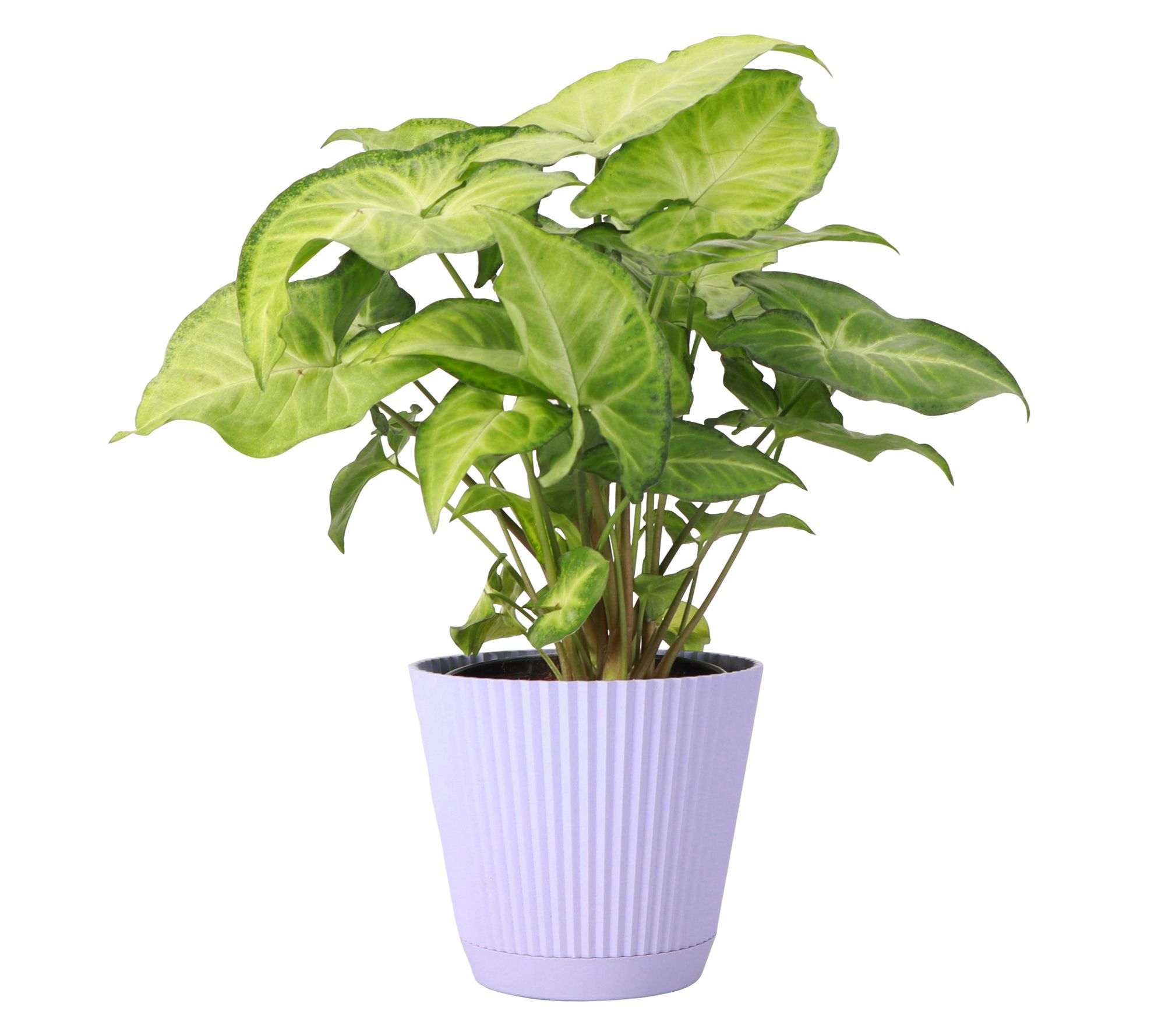 Thorsen's Greenhouse Live 4" Syngonium Plant inRuffle Pot