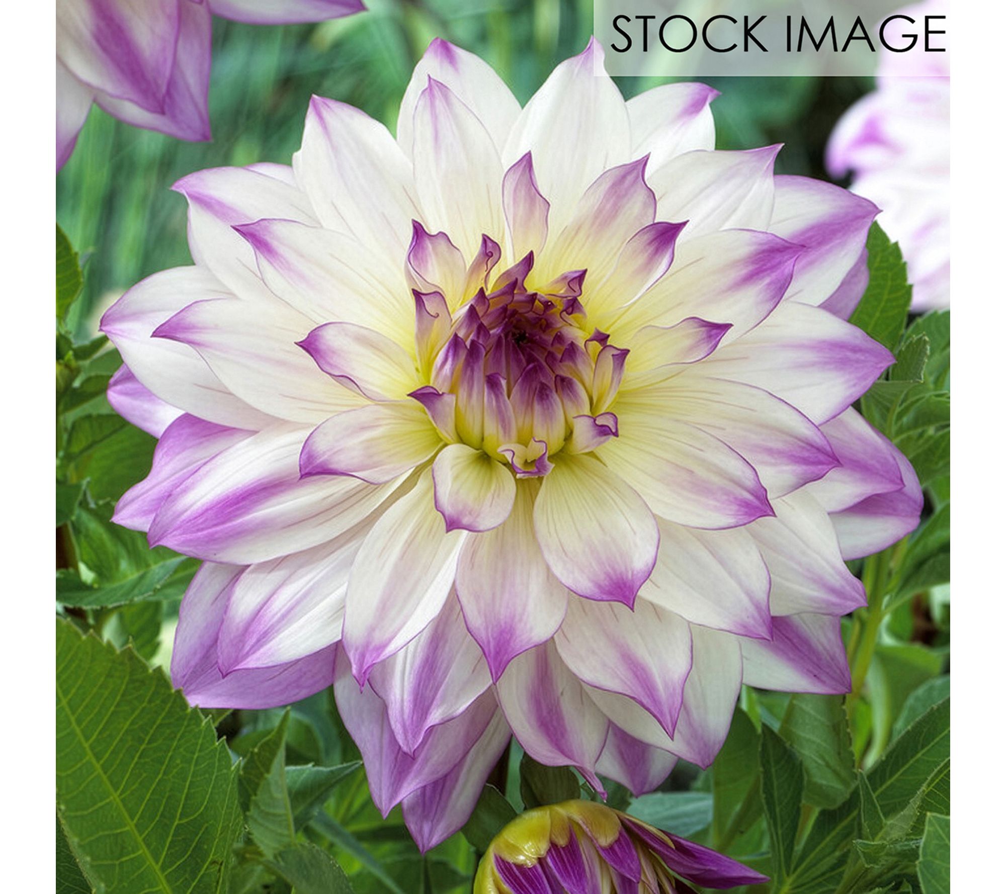 Van Zyverden Dahlias Ferncliff Illusion Set of5 Bulbs