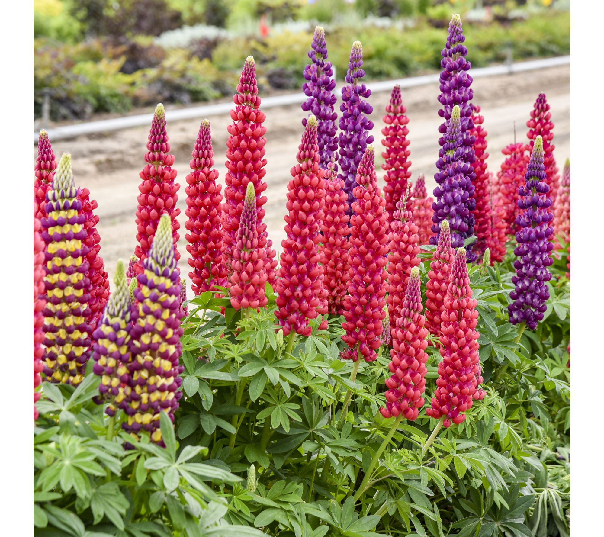 Roberta's 1 pc. Candyland Mix Lupines