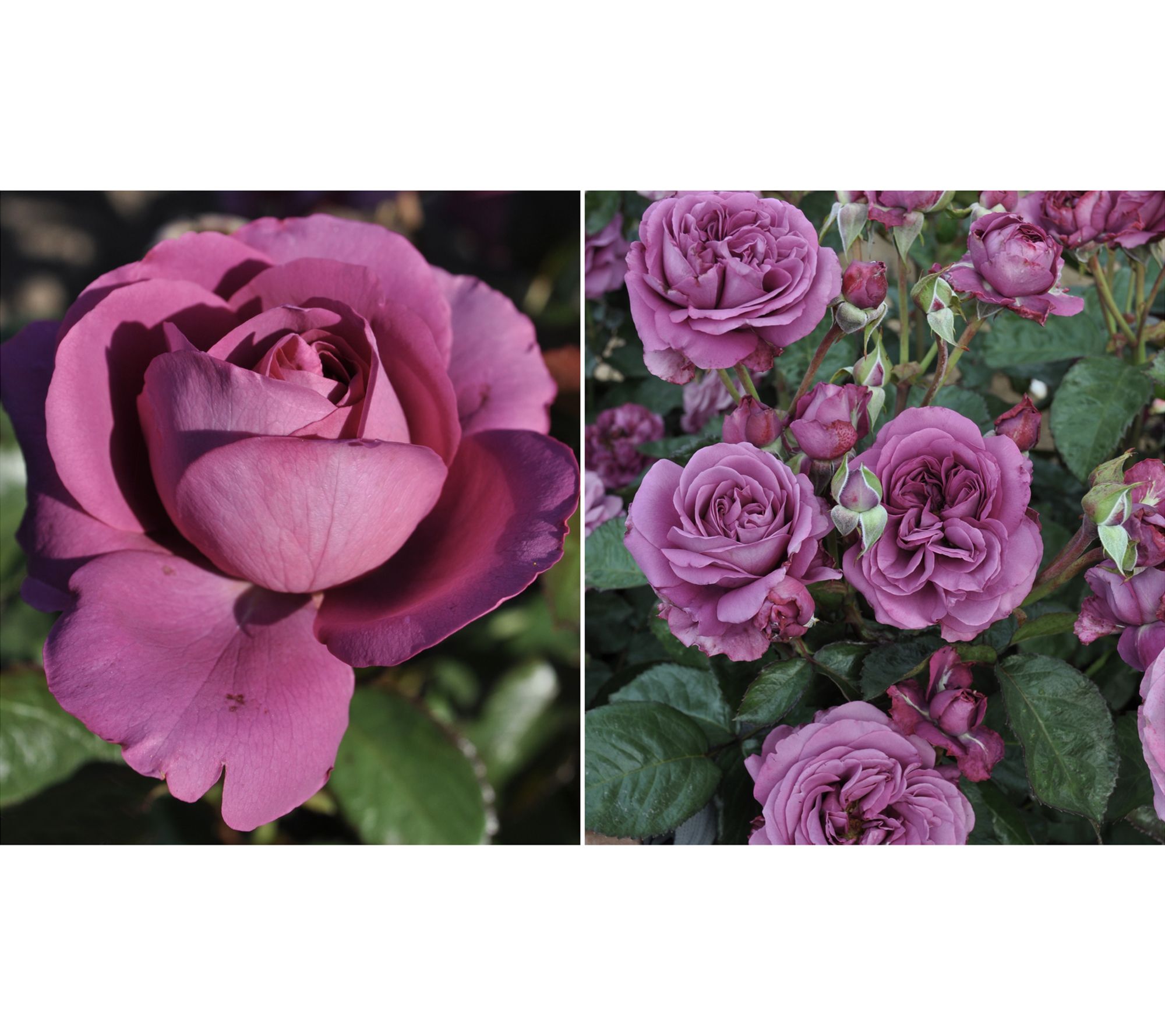 Roberta's 1 pc. Plum Perfect Shrub Rose