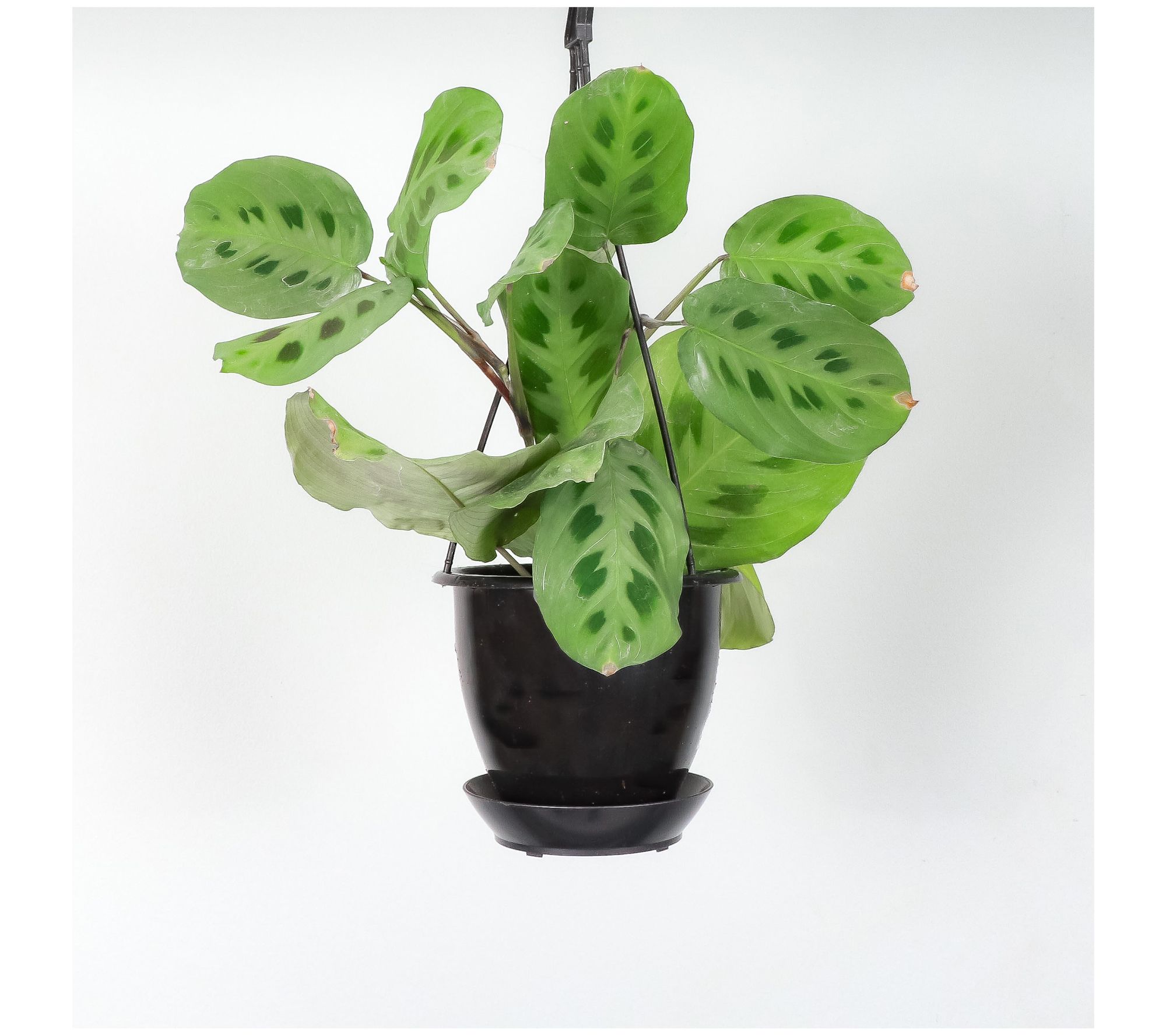 Thorsen's Greenhouse Live 4" Green Maranta in Hanging Pot