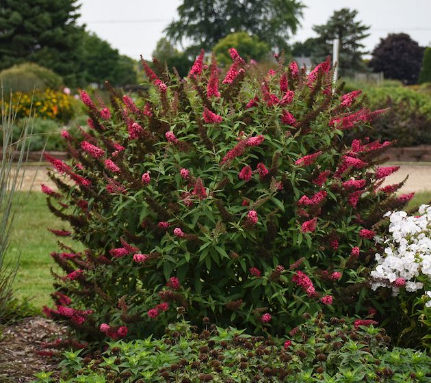 Roberta's OnePiece Monarch Prince Charming Butterfly Bush