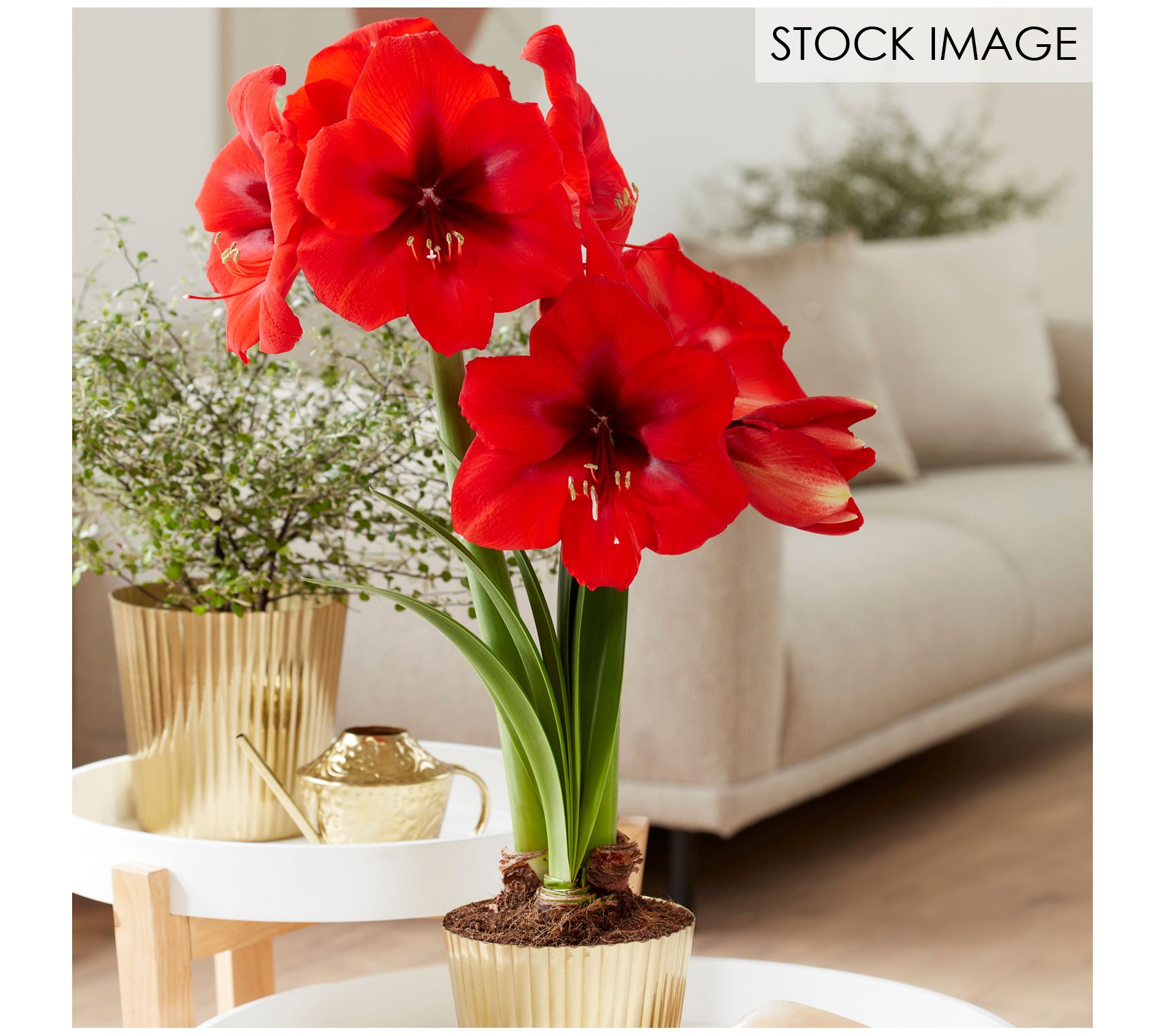 Van Zyverden Amaryllis Kit Red Lion with Fluted Planter
