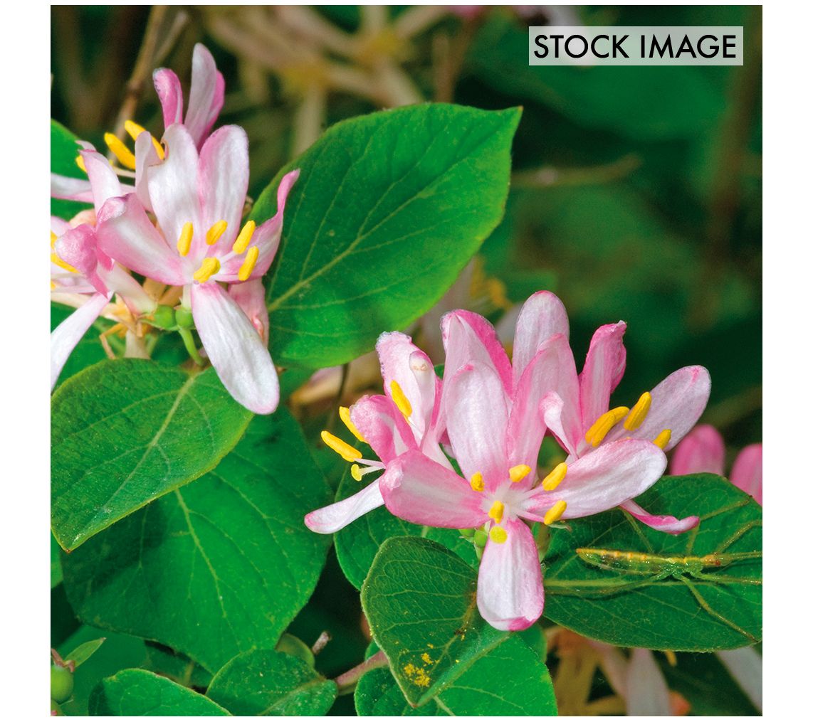 Van Zyverden Honeysuckle Pink Set of 1 Root Stock