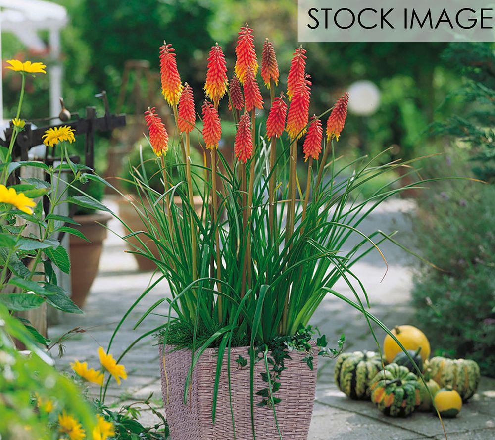 Van Zyverden Red Hot Poker Patio Kit With Rattan Planter