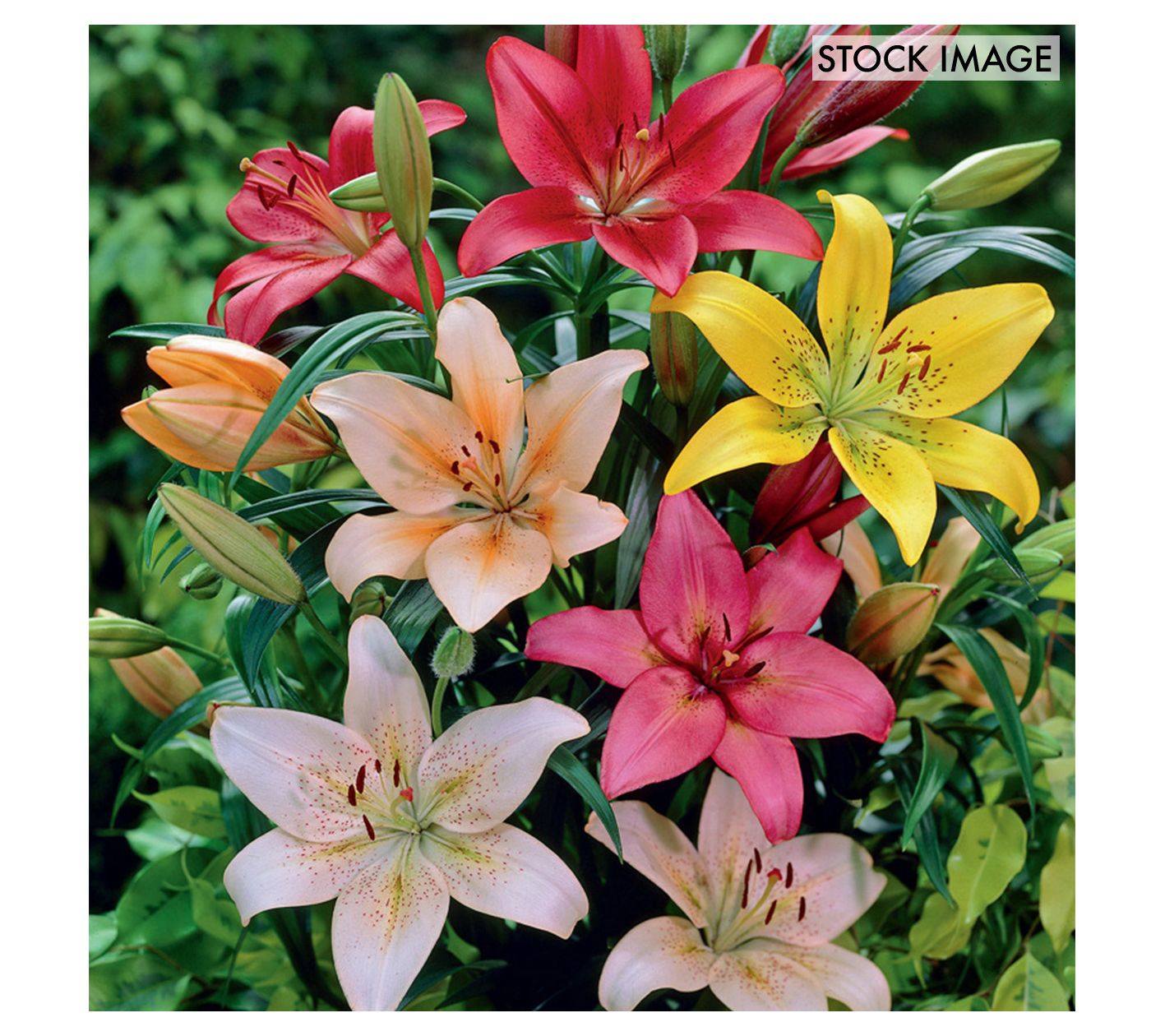 Van Zyverden Lilies Dutch Asiatic Mixture Set of 3 Bulbs