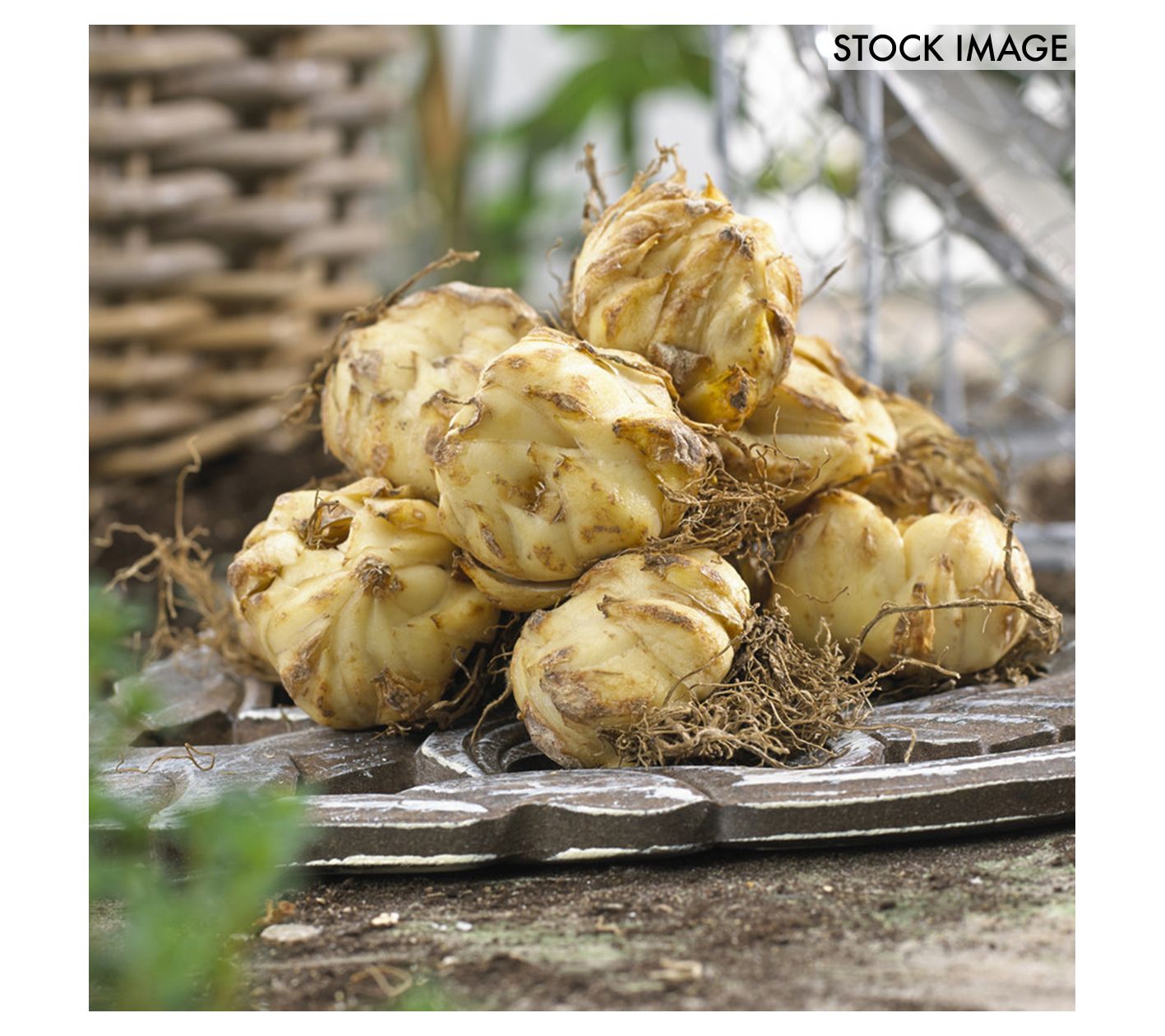 Van Zyverden Lilies Dutch Asiatic Mixture Set of 3 Bulbs