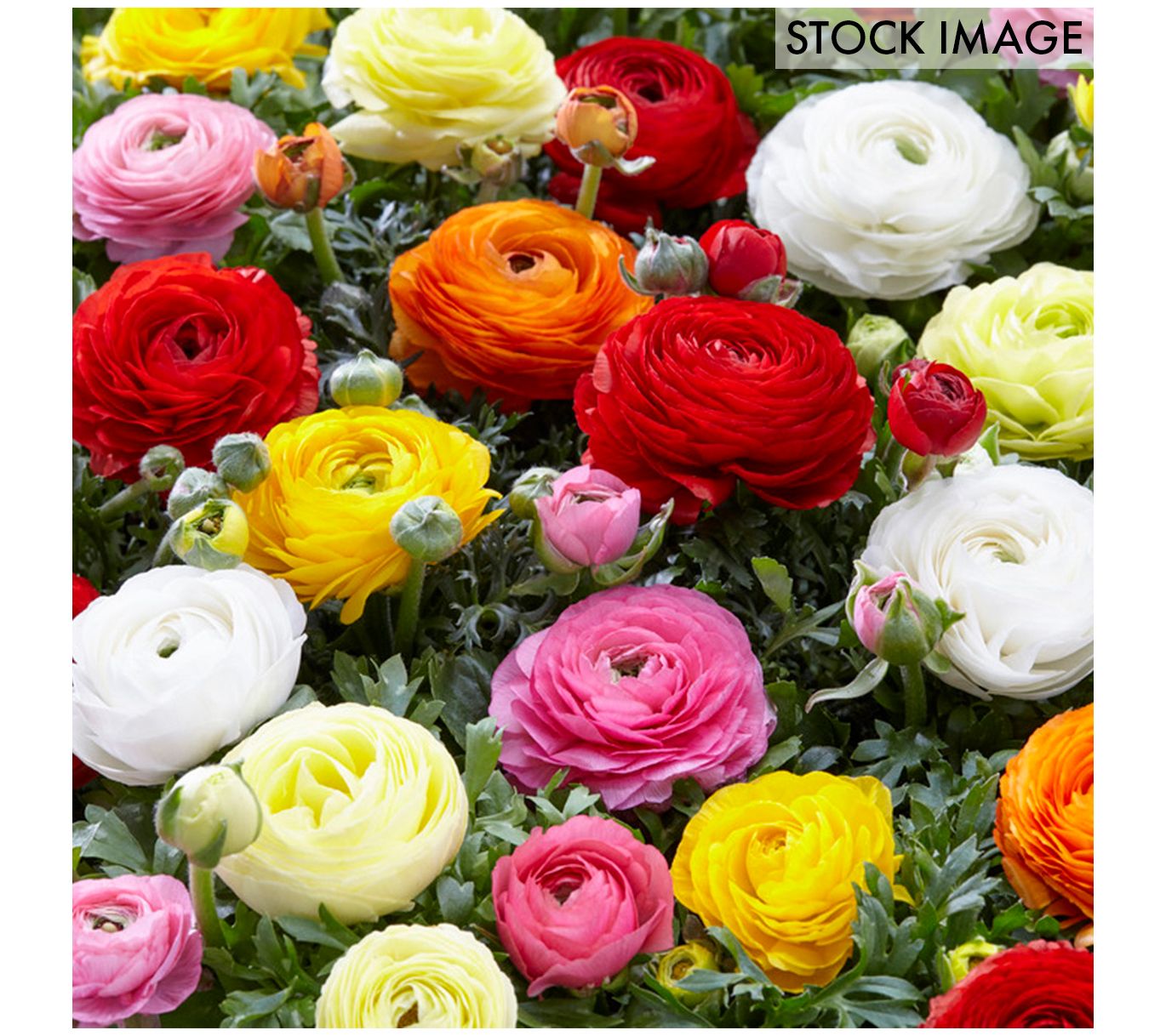 Van Zyverden Butter Cups Ranunculus Double Blooming Mixed 75c