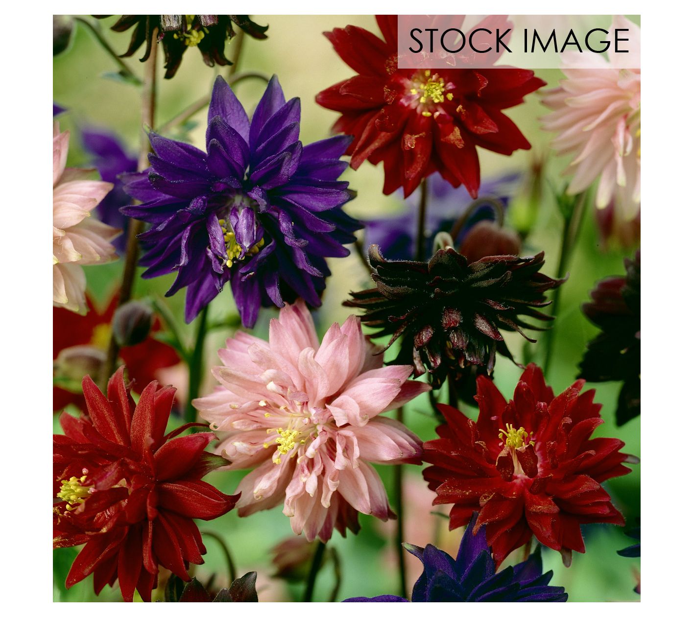 Van Zyverden Aquilegia Columbine Artisian Blend Set of 8 Roots