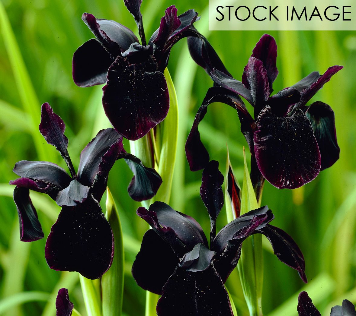 Van Zyverden Iris Black Chrysographes Set of 3Bulbs
