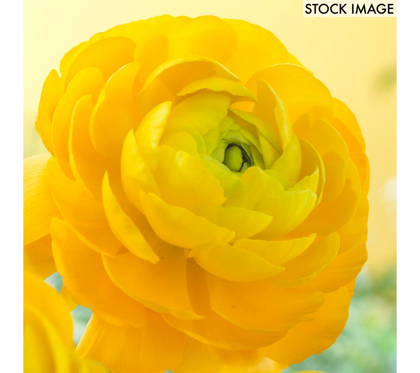 Van Zyverden Butter Cups Ranunculus Double Yellow 25 Bulbs