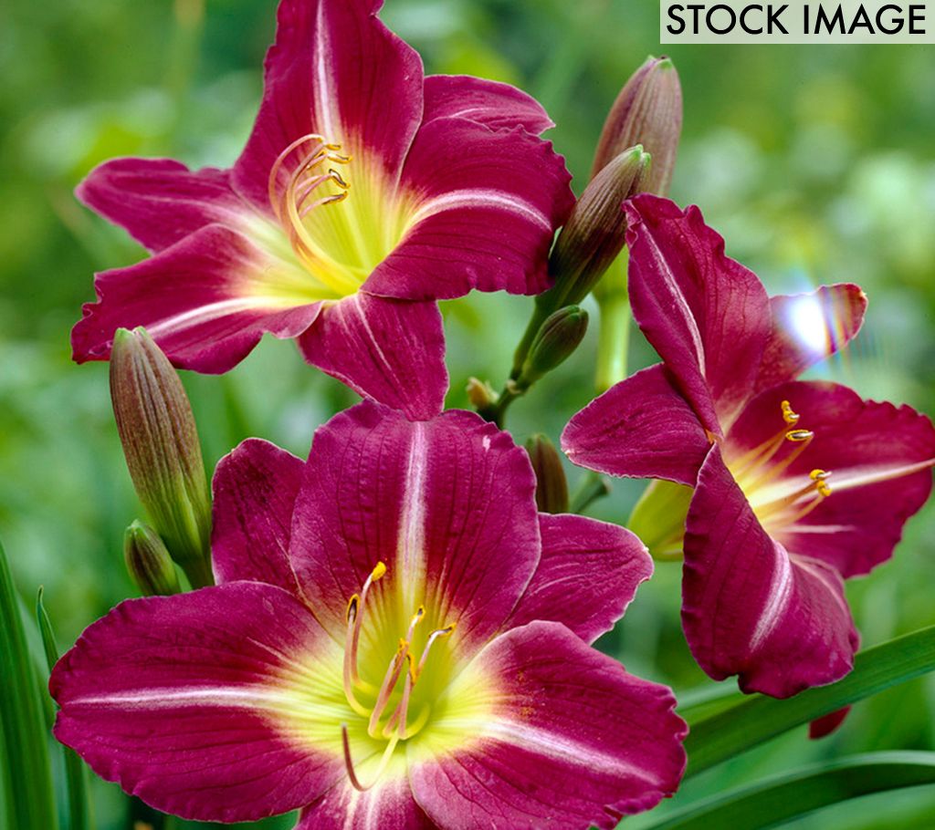 Van Zyverden Daylilies ReBlooming Purple d' OroSet of 3 Roots