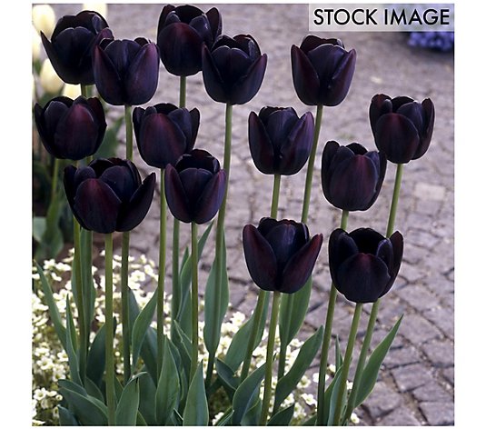 Van Zyverden Tulips Queen Of Night Set of 12 Bulbs