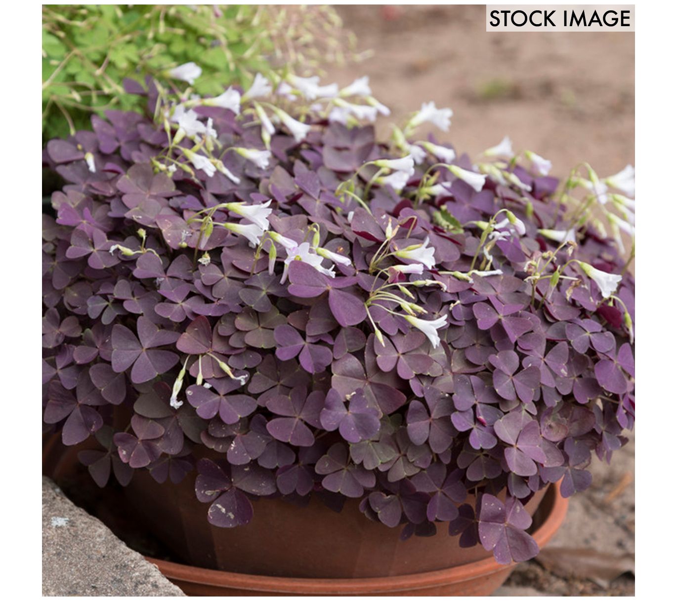 Van Zyverden Oxalis Triangularis Set of 12