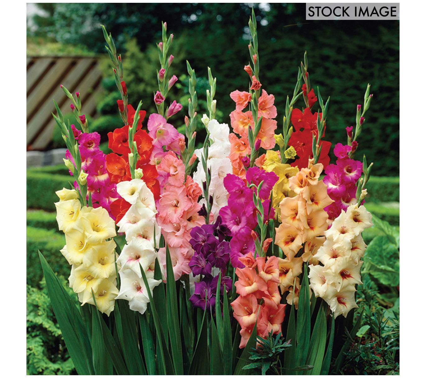 Van Zyverden Gladiolus Large Flower Stars & Stripes Mix 35ct