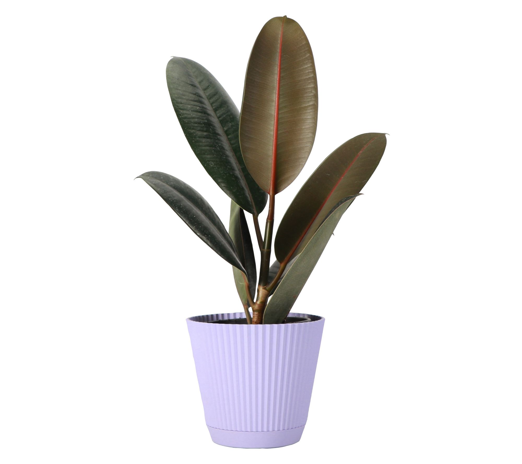 Thorsen's Greenhouse Live 4" Rubber Plant in Ruffle Pot