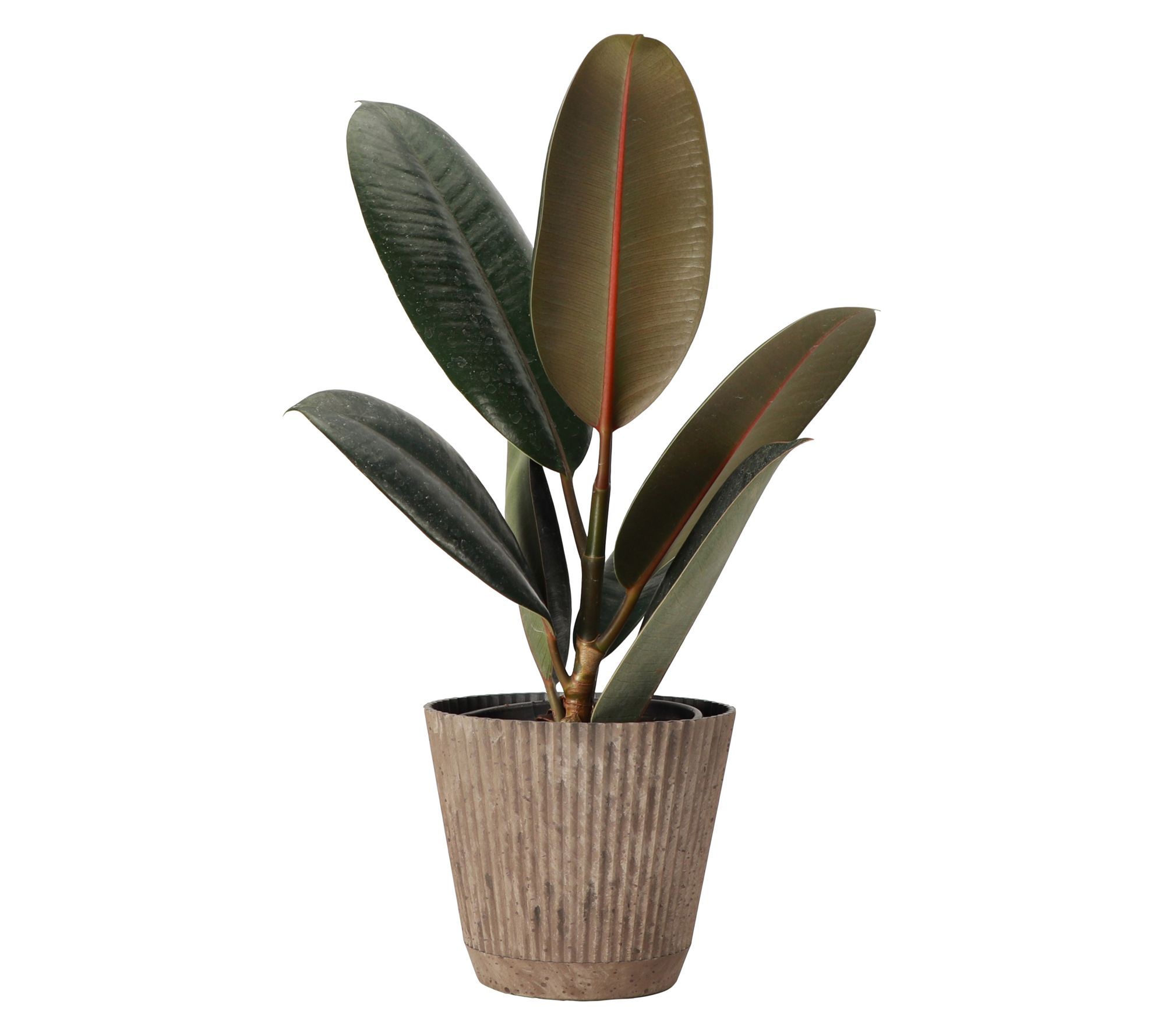 Thorsen's Greenhouse Live 4" Rubber Plant in Ruffle Pot