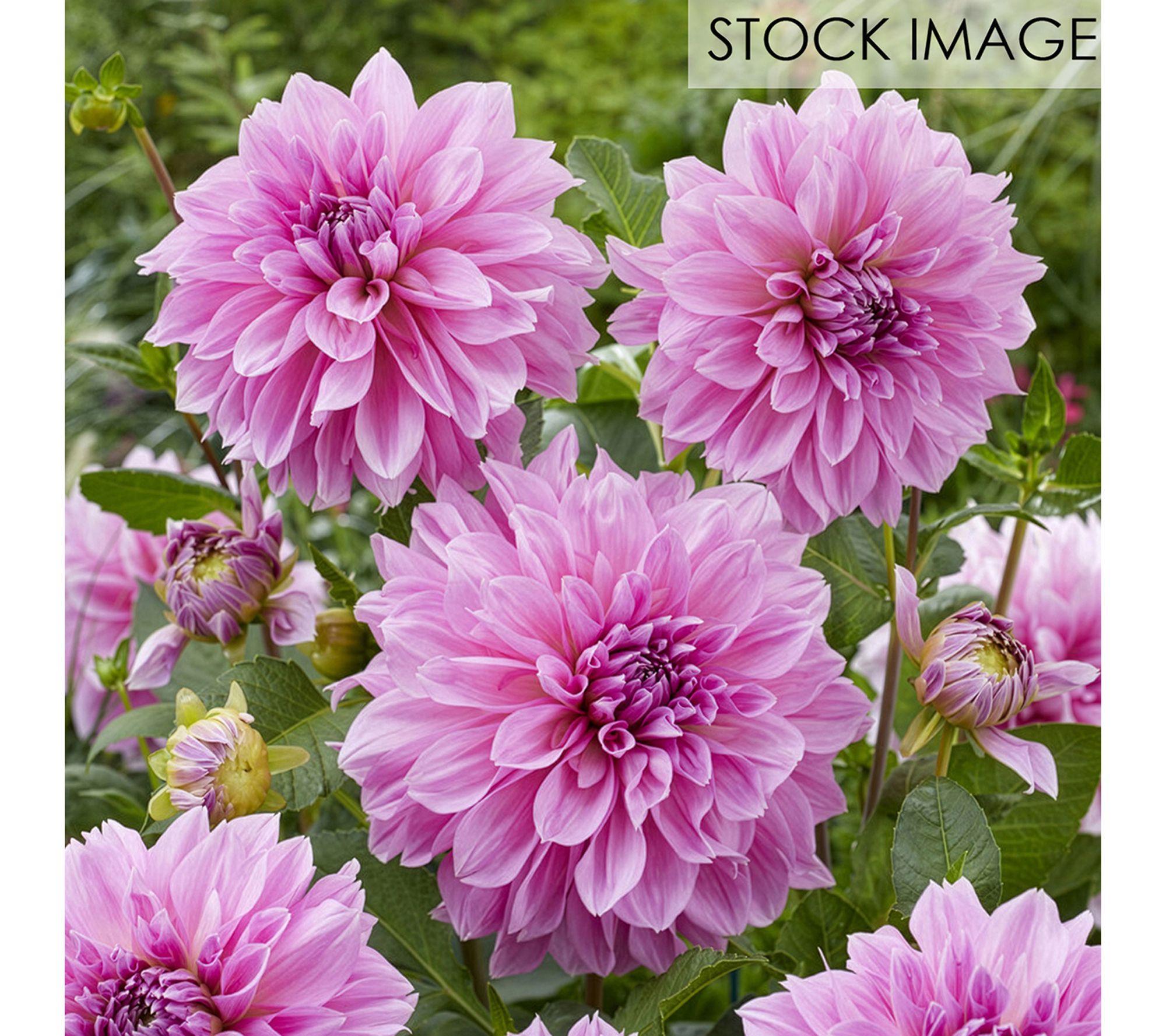 Van Zyverden Dahlias Lavender Perfection Set of5 Bulbs
