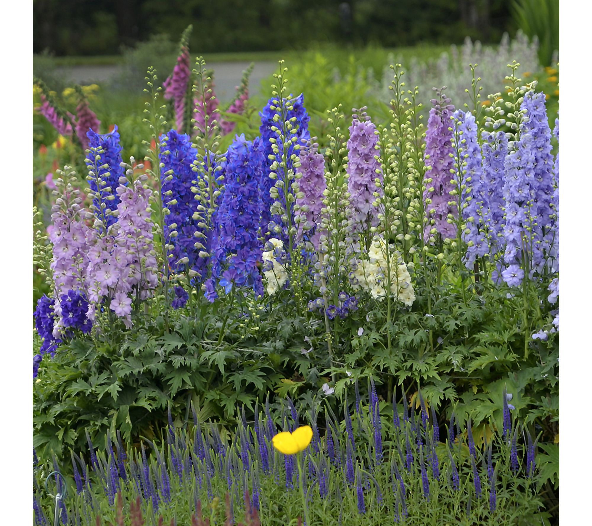 Roberta's 1 pc. Mini Stars New Zealand Delphinium Mix