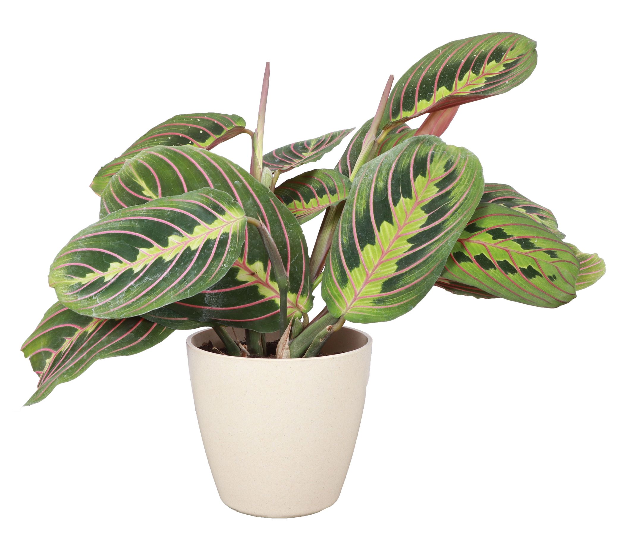 Thorsen's Greenhouse Live 4" Red Maranta in Pot