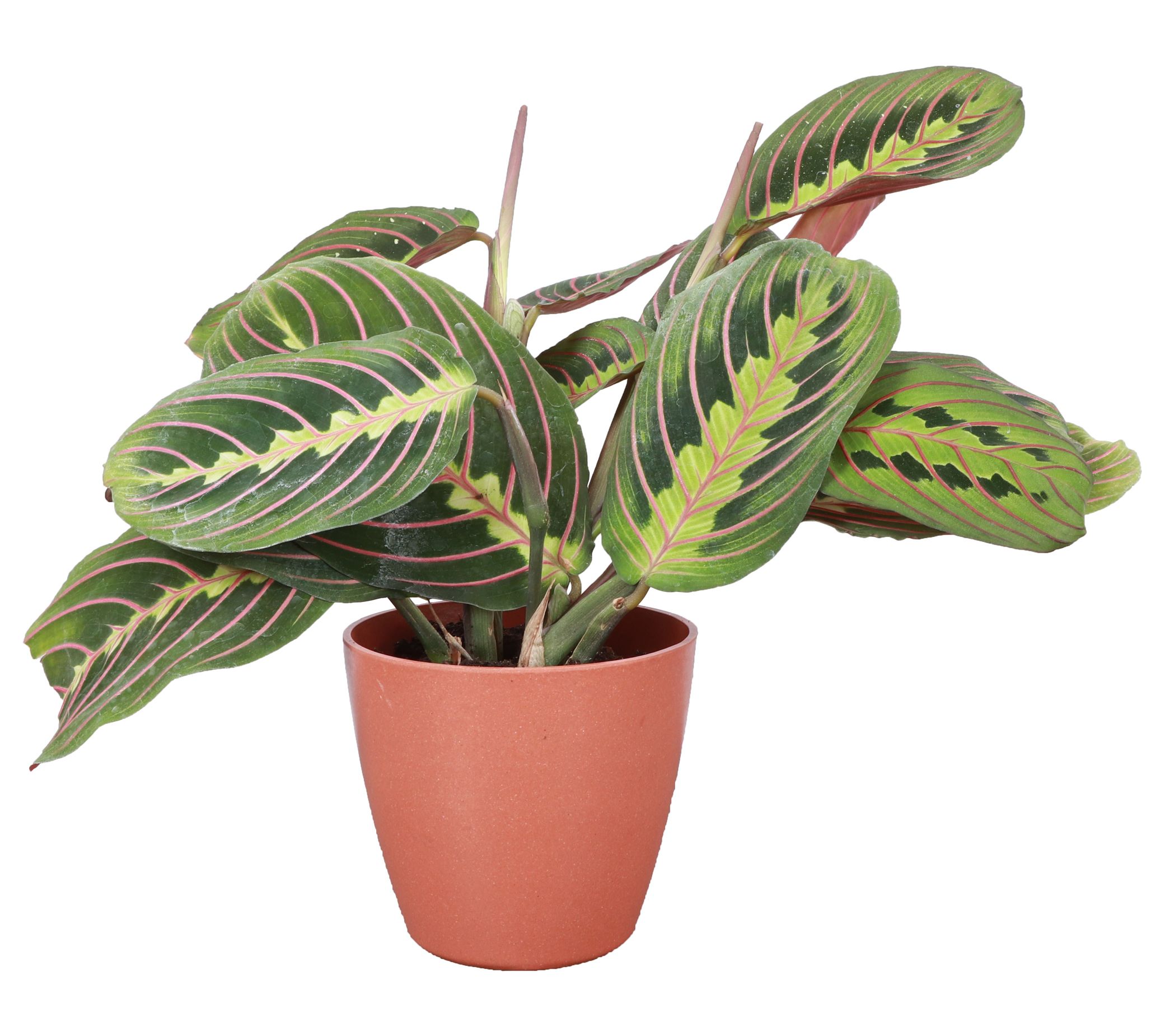 Thorsen's Greenhouse Live 4" Red Maranta in Pot