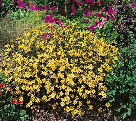 Roberta's 4-Piece Coreopsis Moonbeam