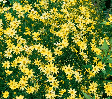 Roberta's 4-Piece Coreopsis Moonbeam - QVC.com