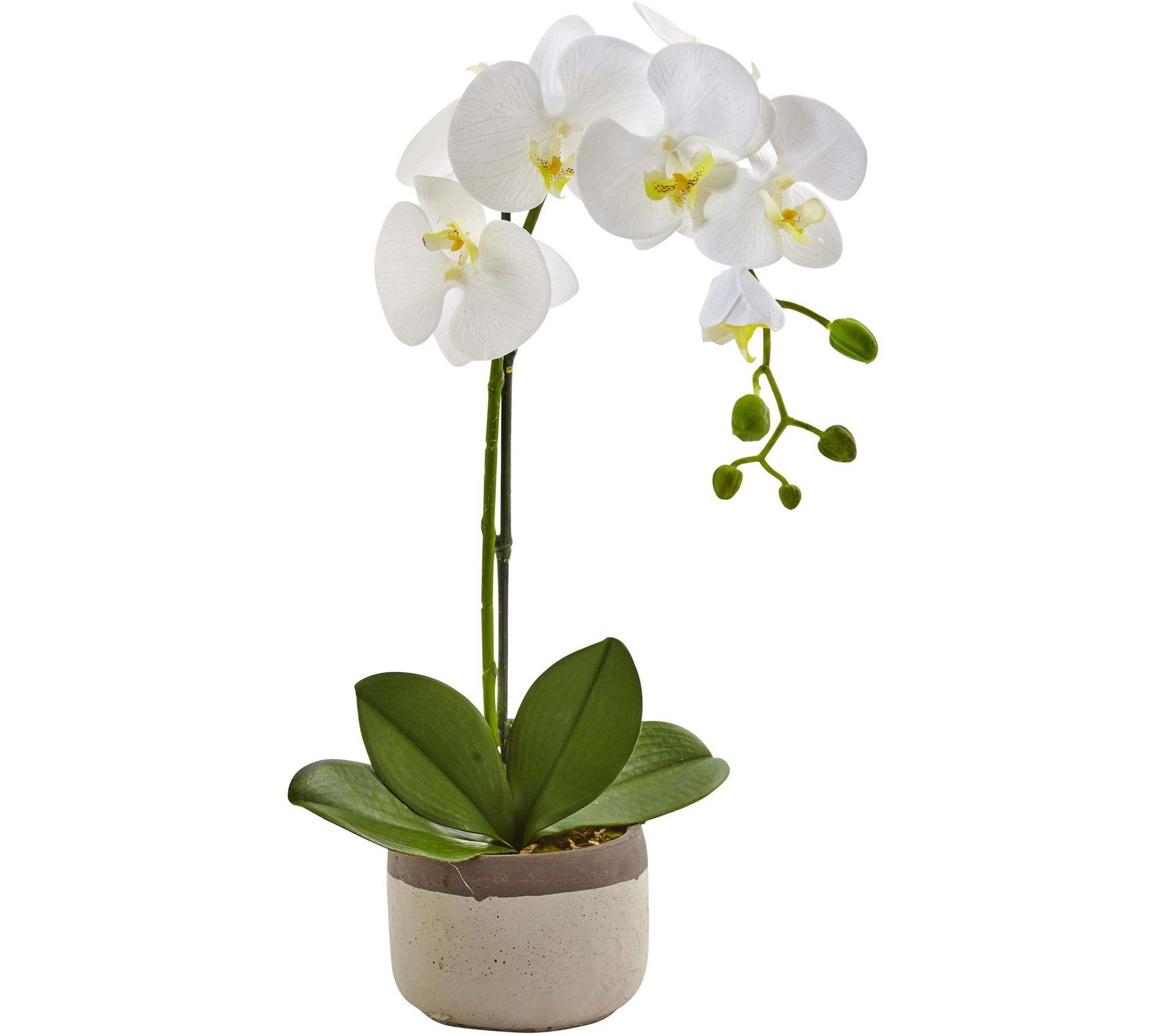 Phalaenopsis Orchid in Ceramic Pot by Nearly Natural - QVC.com