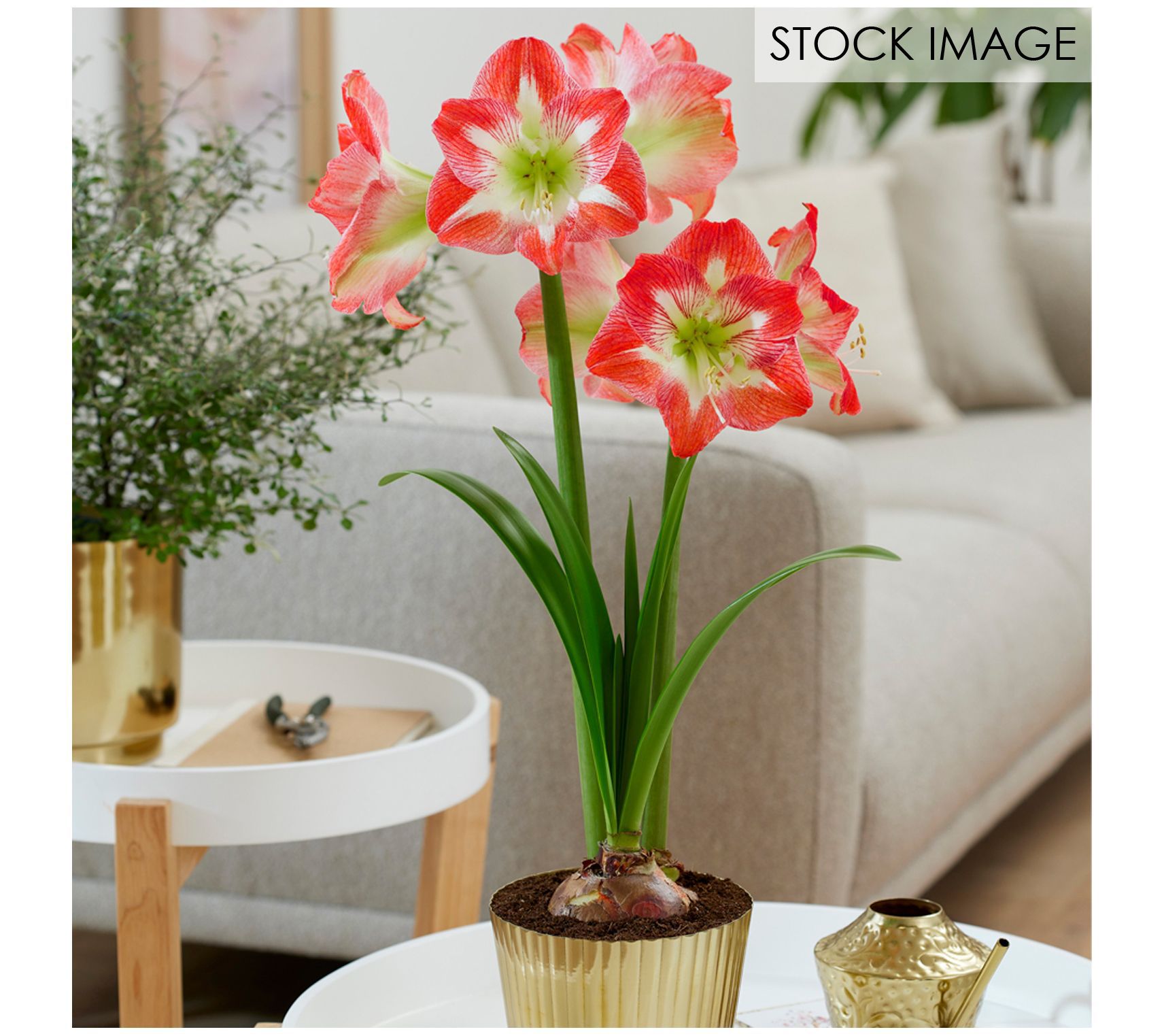Van Zyverden Amaryllis Kit Minerva with FlutedPlanter