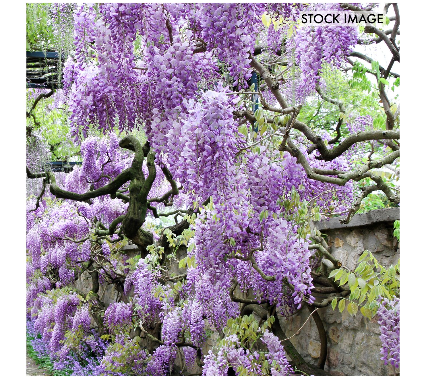 Van Zyverden Wisteria Purple Set of 1 Root Stock