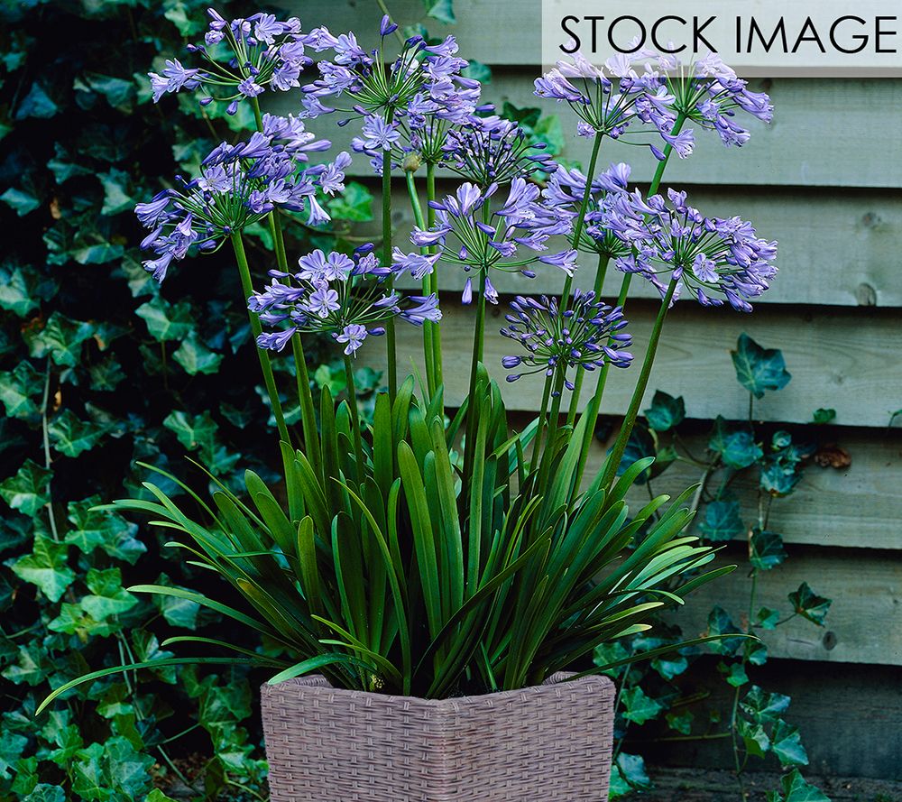 Van Zyverden Agapanthus Patio Kit With Rattan Planter