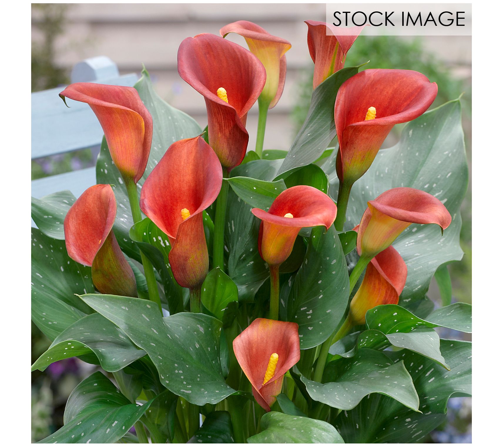 Van Zyverden Premium Callas Captain Fuego Set of 3 Bulbs